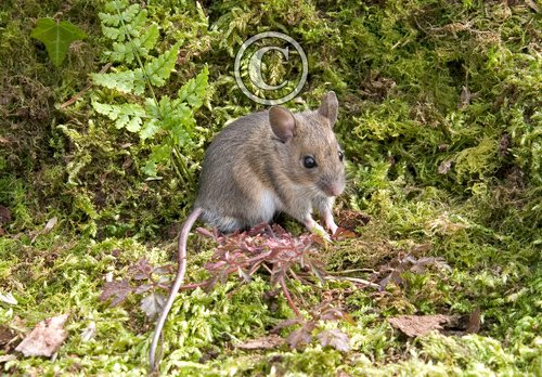 Wood Mouse DM0610